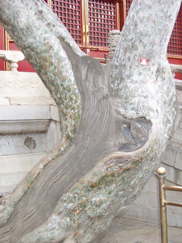 Forbidden CityGdns66 Lace Bark Tree