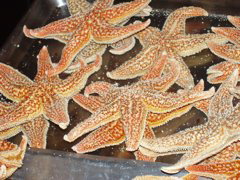 Beijing_Food St. Starfish before frying