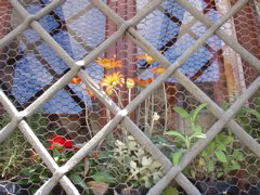 Fenced-In Flowers